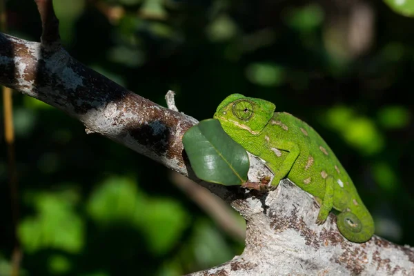 Vauva Välimeren Kameleontti Chamaeleo Chamaeleon Hitaasti Liikkuvat Johanneksenleipäpuun Ceratonia Siliqua — kuvapankkivalokuva