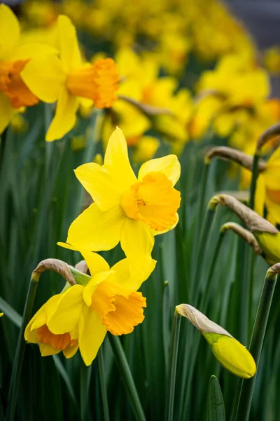 Een Veld Van Prachtige Narcis Bloemen — Stockfoto