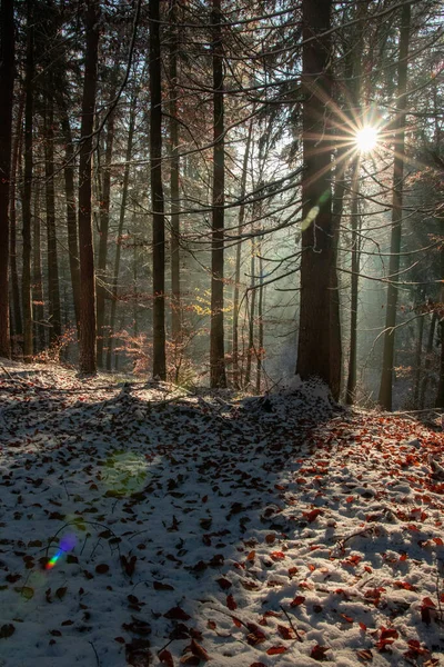 Soğuk Bir Kış Günü Gün Işığında Karla Kaplı Ormanın Dikey — Stok fotoğraf