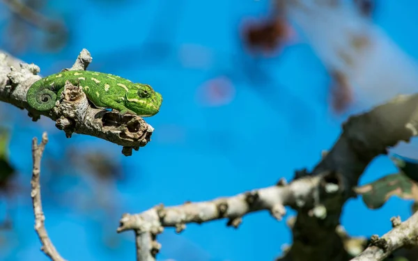 Mediterranean Chameleon Chamaeleo Chamaeleon Resting Carob Tree Twig Observing His — Stock Photo, Image