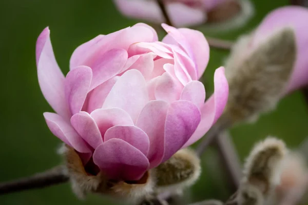Closeup Shot Light Pink White Magnolia Flower — Stock Photo, Image