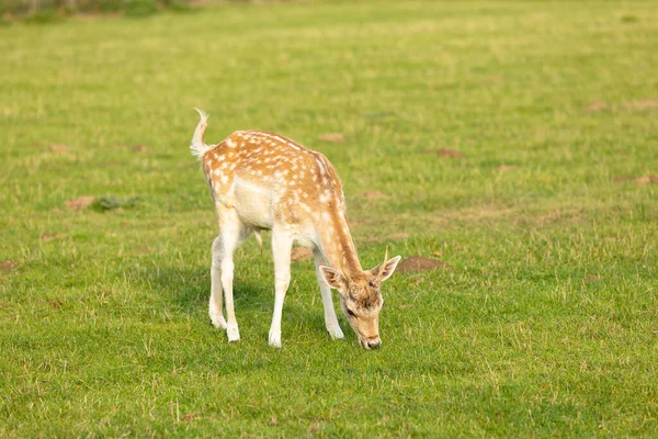 Ein Schönes Süßes Reh Das Auf Dem Feld Weidet — Stockfoto