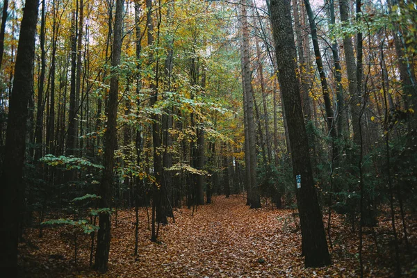 Een Landschap Van Een Woud Bedekt Met Bomen Herfst — Stockfoto