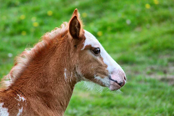 Szelektív Fókusz Felvétel Egy Aranyos Csikó Egy Mezei — Stock Fotó