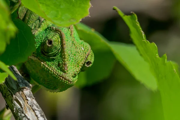 Well Camouflaged Mediterranean Chameleon Chamaeleo Chamaeleon Peeking Some Leaves Maltese — Stock Photo, Image