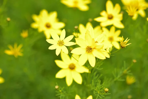 Zbliżenie Strzał Żółte Podstawowe Kwiaty Ogrodzie Roślinami — Zdjęcie stockowe