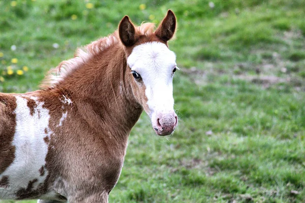 Szelektív Fókusz Felvétel Egy Aranyos Csikó Fiel — Stock Fotó