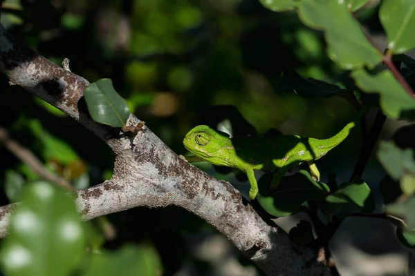 Baby Mediterranean Chameleon Chamaeleo Chamaeleon Slowly Moving Carob Tree Ceratonia — Stock Photo, Image