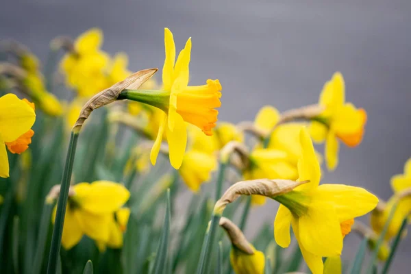 Pole Krásných Narcisů Květin — Stock fotografie
