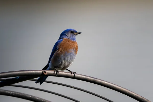 Милая Восточная Синяя Птица Металлическом Заборе — стоковое фото