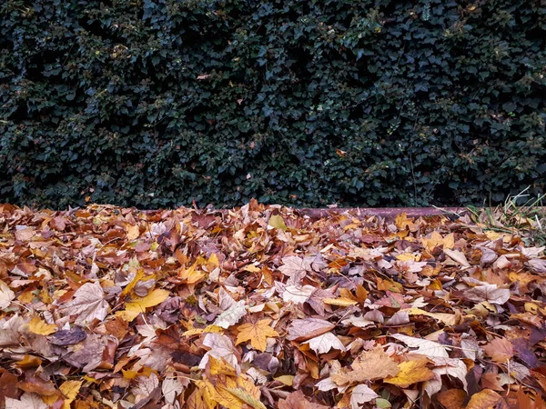 Uma Vista Bonita Das Folhas Caídas Outono Com Plantas Crescentes — Fotografia de Stock