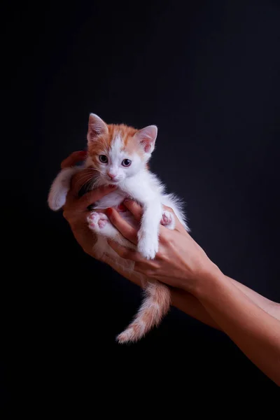 배경에 귀여운 고양이를 사람의 수직으로 — 스톡 사진