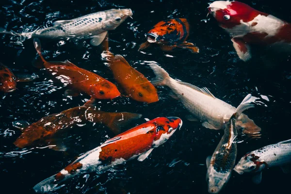 Pandangan Atas Ikan Koi Dalam Air — Stok Foto