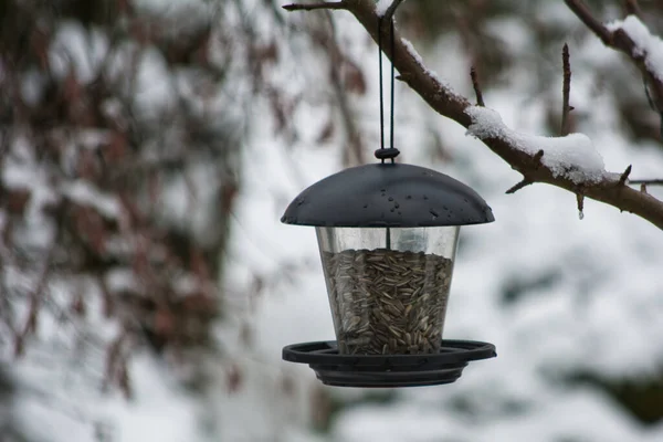 Close Seletivo Alimentador Pássaros Pendurado Uma Árvore Fosca Durante Temporada — Fotografia de Stock