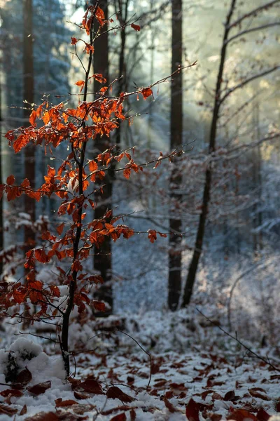 Eine Vertikale Aufnahme Der Schneebedeckten Naturlandschaften Einem Kalten Wintertag — Stockfoto