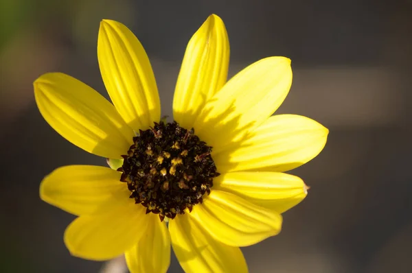 Gros Plan Beau Petit Tournesol Aux Pétales Jaunes — Photo