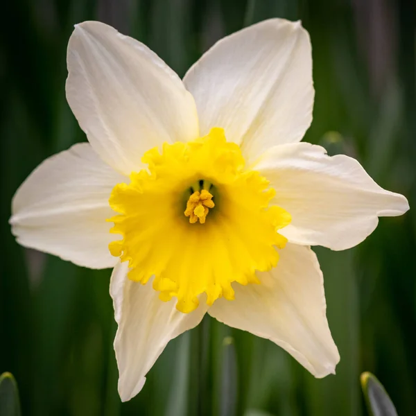 Primer Plano Una Flor Narcisa Blanca Amarilla — Foto de Stock