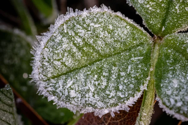 Närbild Frost Ett Stort Löv — Stockfoto