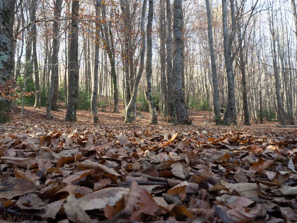 Eine Aufnahme Des Waldes Mit Hohen Bäumen Und Bunten Herbstblättern — Stockfoto