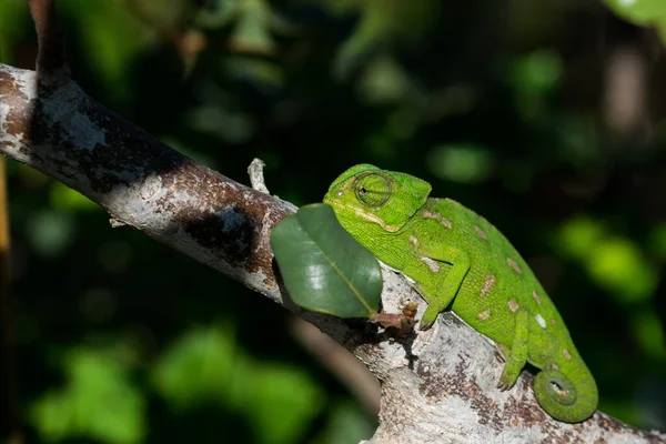 Ένα Μωρό Μεσογειακό Χαμαιλέων Chamaeleo Chamaeleon Κινείται Αργά Ένα Κλαδί — Φωτογραφία Αρχείου