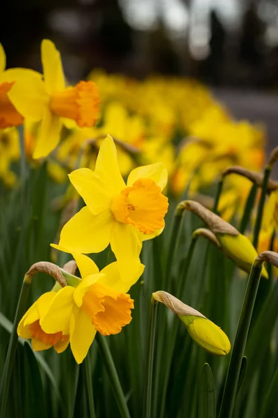 在花园里 一帧美丽而明亮的黄色水仙花的特写镜头 — 图库照片