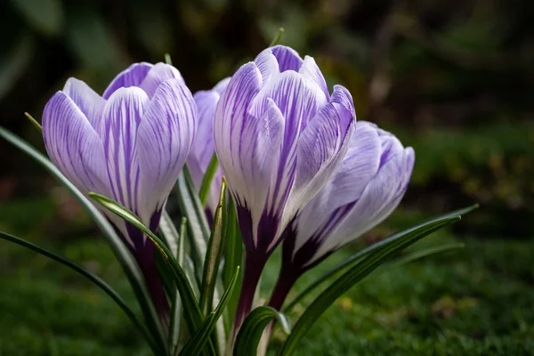 Closeup Shot Beautiful Purple Crocus Flowers Gard — Stock Photo, Image