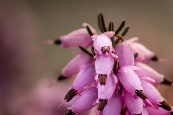 Pembe Heath Erica Çiçeklerinin Yakın Plan Fotoğrafı Bulanık Bir Arkaplanda — Stok fotoğraf