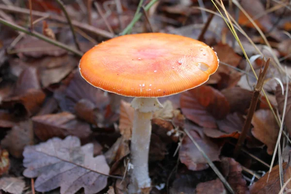 Plan Champignon Comestible Entouré Feuilles Automne Colorées — Photo