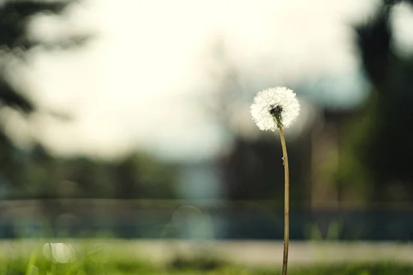 Primo Piano Dente Leone Solitario Giardino Dente Leone Sotto Sole — Foto Stock