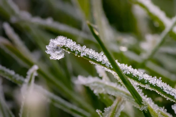 Makro Záběr Mrazu Zelené Trávě — Stock fotografie