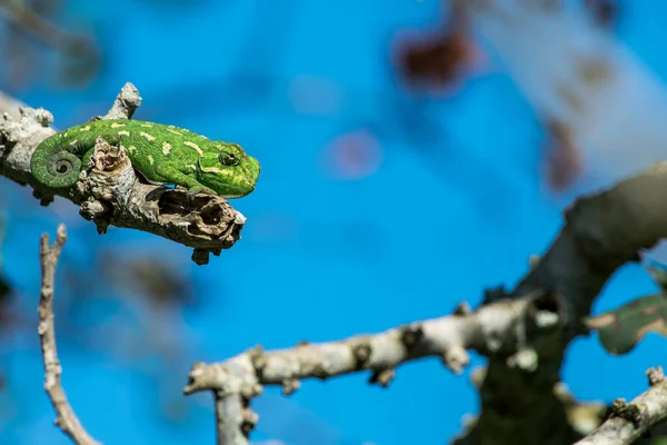 Mediterranean Chameleon Chamaeleo Chamaeleon Resting Carob Tree Twig Observing His — Stock Photo, Image