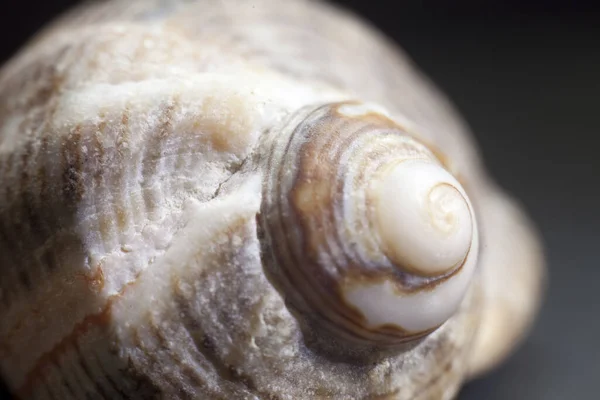 Enfoque Suave Base Una Caracola Sobre Fondo Negro — Foto de Stock