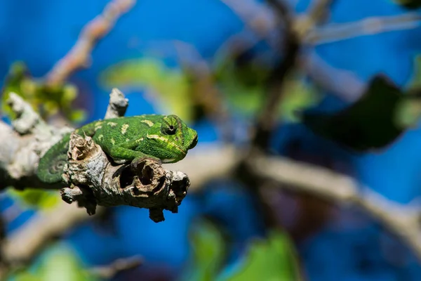 Mediterranean Chameleon Chamaeleo Chamaeleon Resting Carob Tree Twig Observing His — Stock Photo, Image