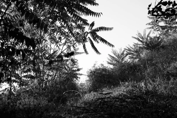 Серый Кадр Листьев Деревьях Лесу — стоковое фото