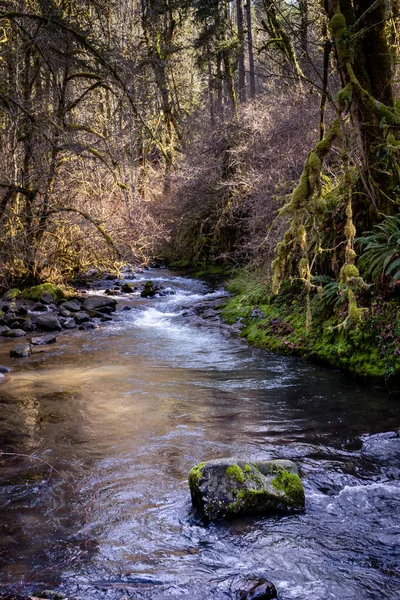 Een Verticaal Schot Van Een Rivier Stromend Door Een Woud — Stockfoto