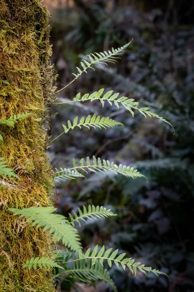 Gros Plan Feuilles Fougère Sur Tronc Arbre — Photo