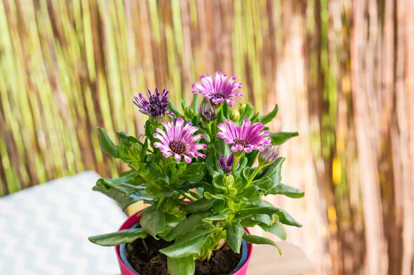 Focus Selettivo Fiori Margherita Africani Rosa Vaso — Foto Stock