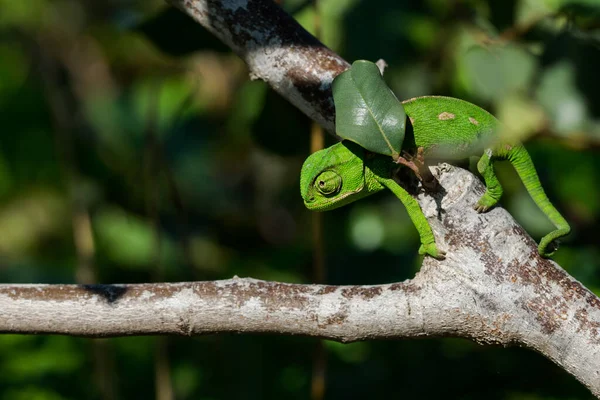 Baby Mediterranean Chameleon Chamaeleo Chamaeleon Slowly Moving Carob Tree Ceratonia — Stock Photo, Image