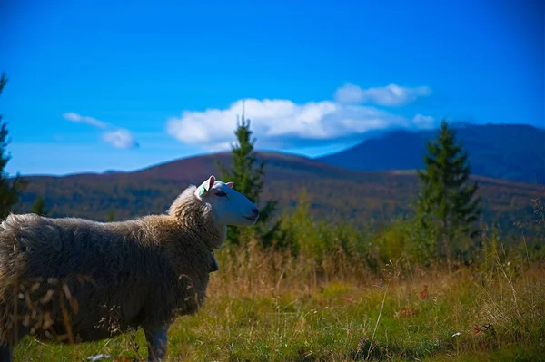 Foco Raso Uma Ovelha Branca Fofa Terreno Gramado Campo — Fotografia de Stock