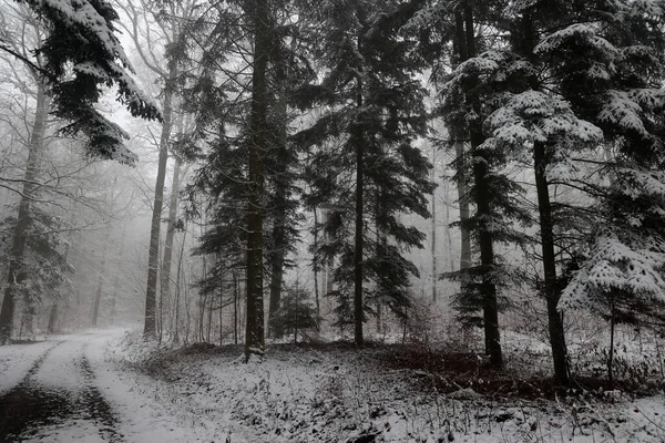 Hermoso Paisaje Invernal Con Árboles Cubiertos Nieve Blanca — Foto de Stock