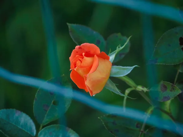 Une Mise Point Sélective Une Rose Orange Magnifiquement Fleurie Dans — Photo