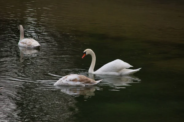 Una Hermosa Toma Los Cisnes Nadando Agua — Foto de Stock