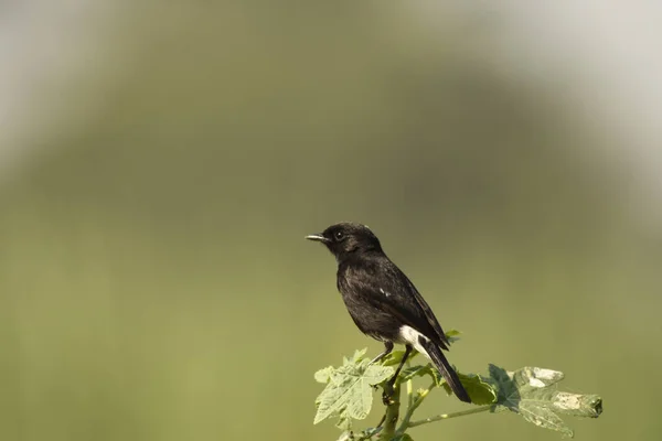 Eine Selektive Fokusaufnahme Eines Niedlichen Schwarzen Fliegenschnappvogels Aus Der Alten — Stockfoto
