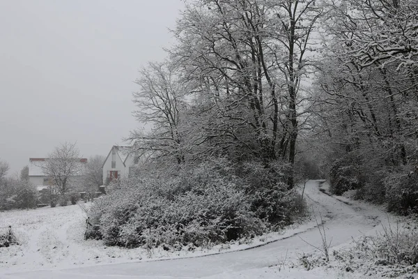 Krásná Zimní Krajina Stromy Pokrytými Bílým Sněhem — Stock fotografie