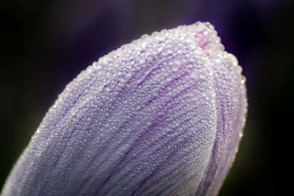 Makro Ujęcie Rosy Purpurowym Kwiecie Krokusa — Zdjęcie stockowe