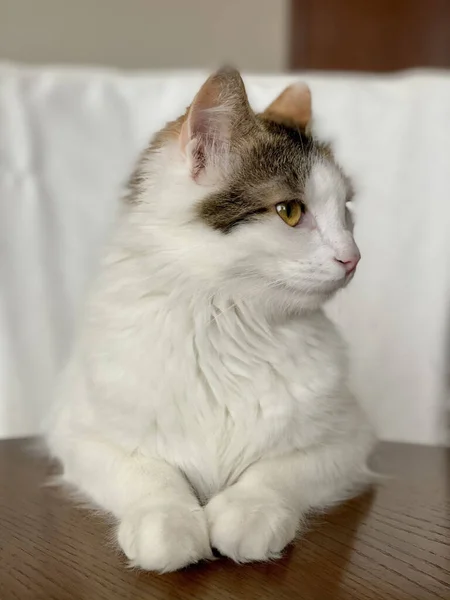 Een Closeup Van Een Schattige Pluizige Witte Kat Zittend Houten — Stockfoto