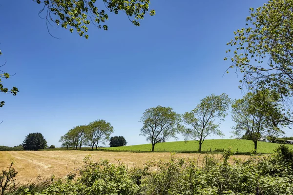 Beautiful View Trees Grass Covered Meadow — Stock Photo, Image