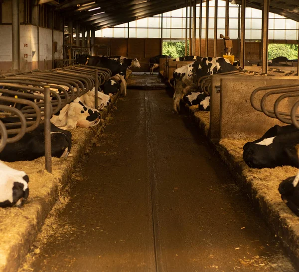 Vershot Cows Dairy Complex — Stock Photo, Image