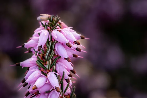 Pembe Heath Erica Çiçeklerinin Yakın Plan Fotoğrafı Bulanık Bir Arkaplanda — Stok fotoğraf