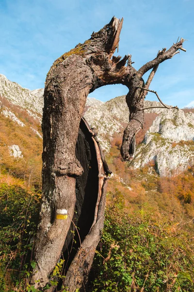 Ormandaki Yırtık Gövdenin Dikey Görüntüsü — Stok fotoğraf